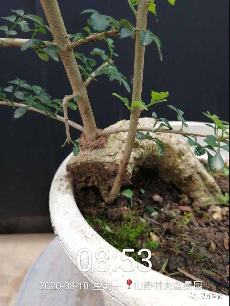 图解 对节白蜡盆景怎么根段穿孔嫁接