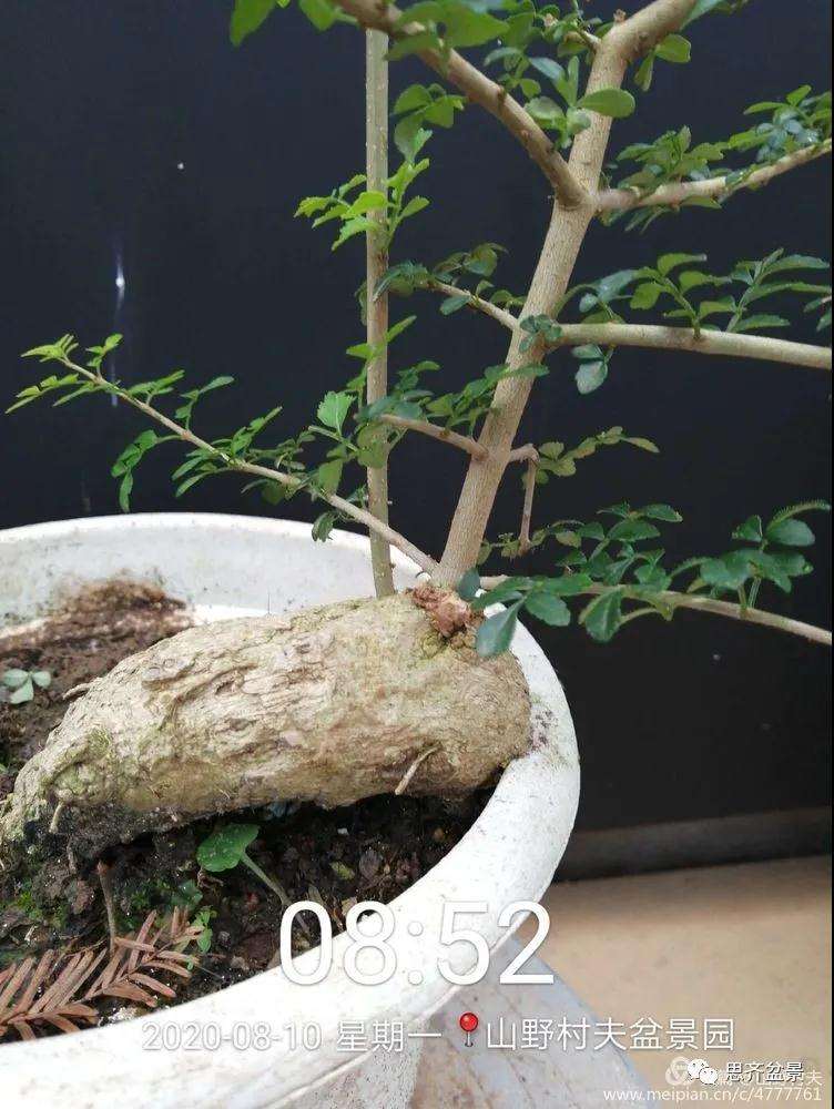 图解 对节白蜡盆景怎么根段穿孔嫁接