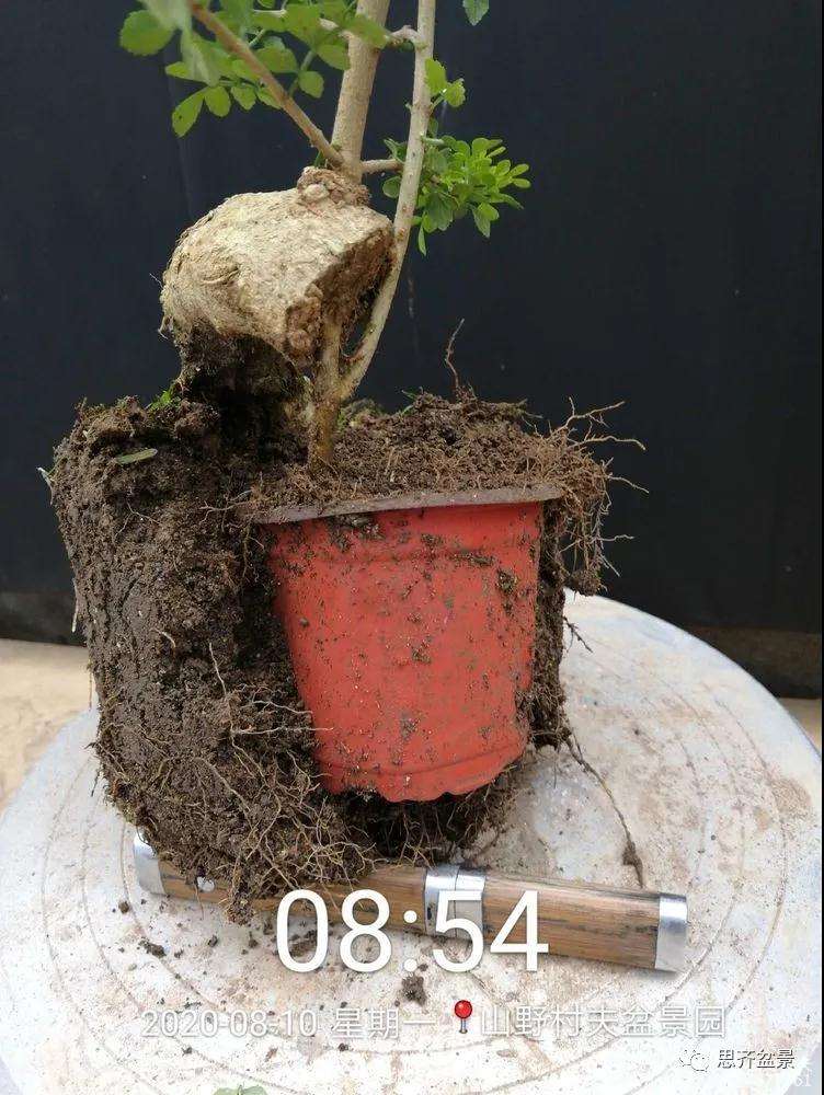 图解 对节白蜡盆景怎么根段穿孔嫁接