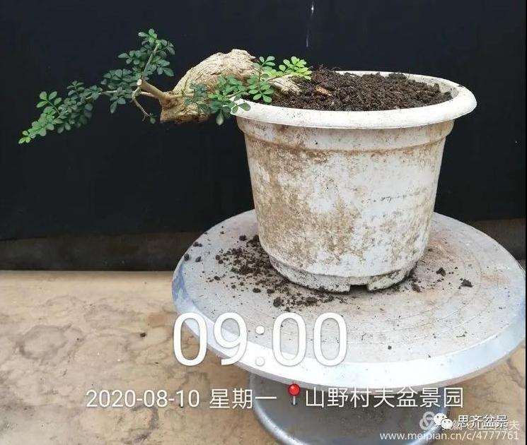 对节白蜡盆景怎么根段穿孔嫁接