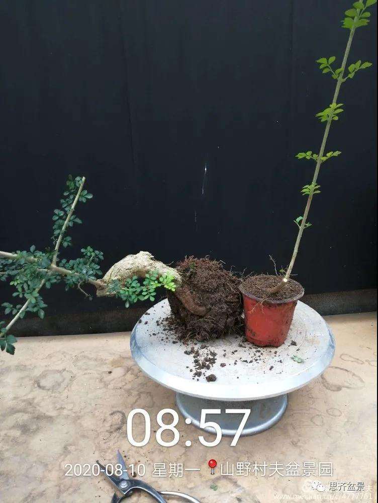 图解 对节白蜡盆景怎么根段穿孔嫁接