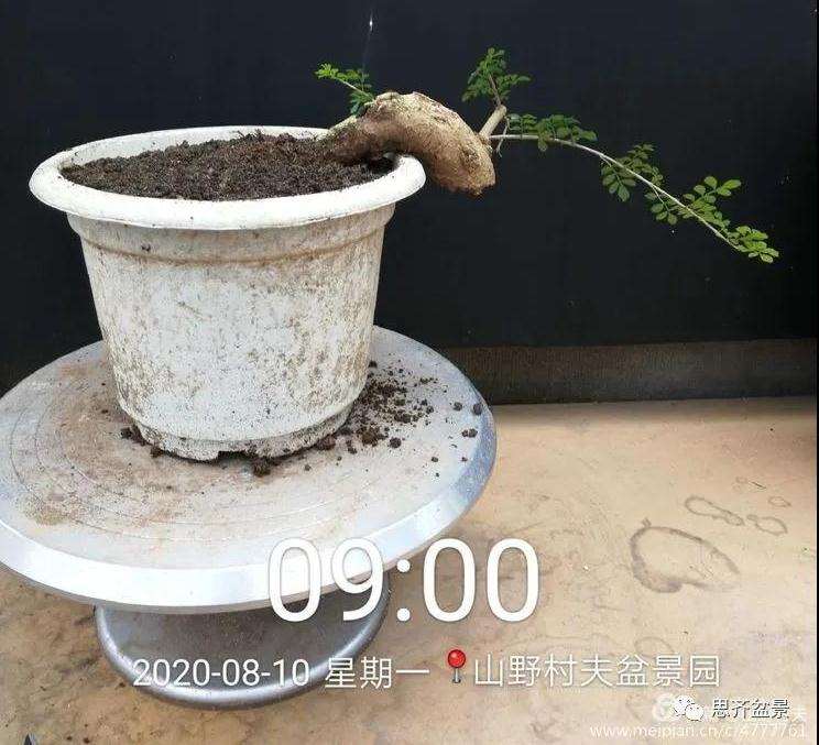 对节白蜡盆景怎么根段穿孔嫁接