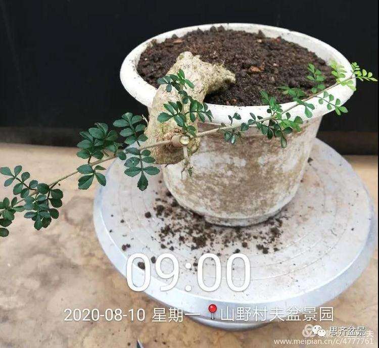 对节白蜡盆景怎么根段穿孔嫁接