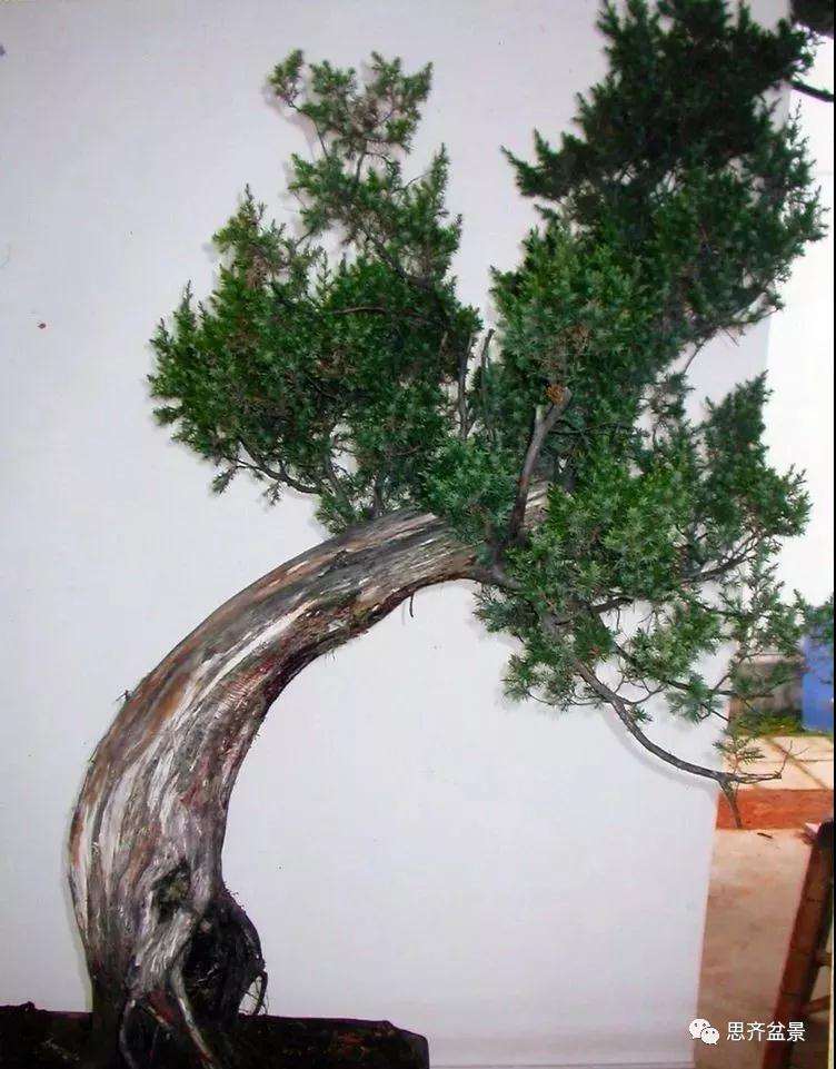柏树盆景《天劫》怎么创作的纪实