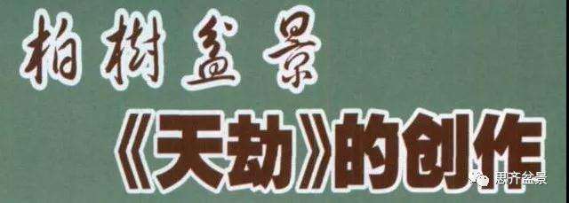 图解 柏树盆景《天劫》怎么创作的纪实