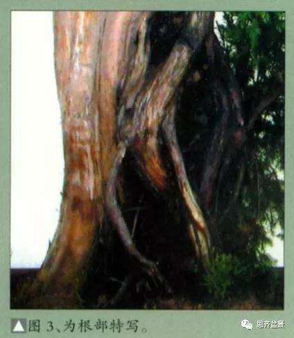 柏树盆景《天劫》怎么创作的纪实