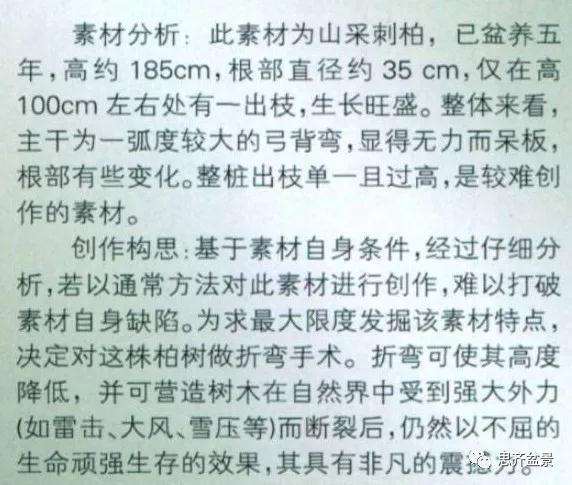 柏树盆景《天劫》怎么创作的纪实