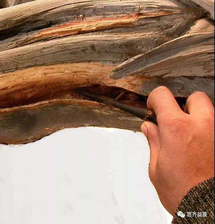 柏树盆景《天劫》怎么创作的纪实