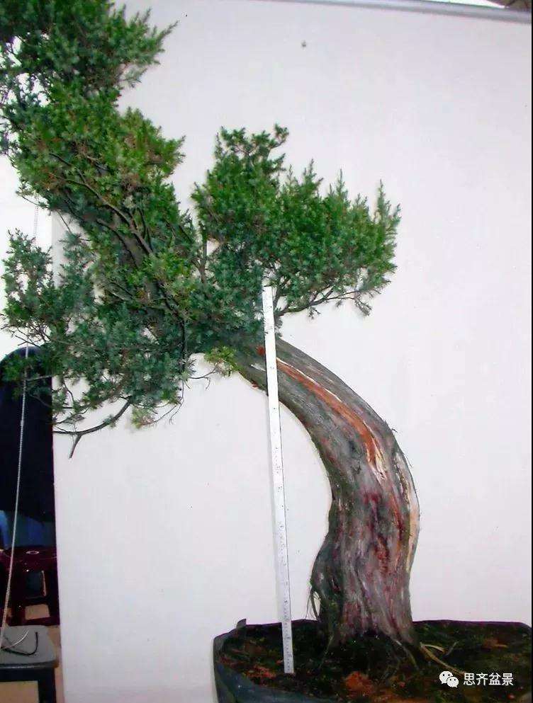 柏树盆景《天劫》怎么创作的纪实