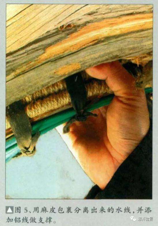 图解 柏树盆景《天劫》怎么创作的纪实