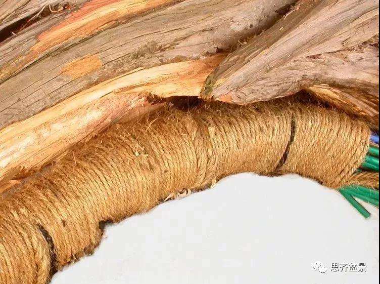 图解 柏树盆景《天劫》怎么创作的纪实