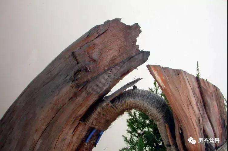 图解 柏树盆景《天劫》怎么创作的纪实