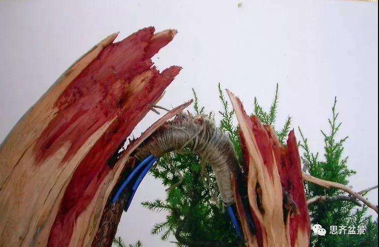 图解 柏树盆景《天劫》怎么创作的纪实