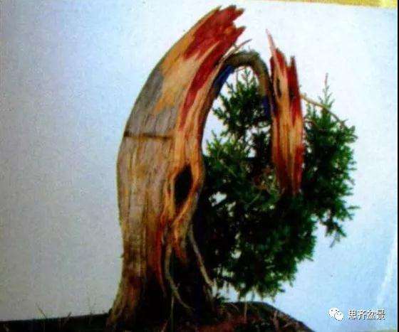 图解 柏树盆景《天劫》怎么创作的纪实