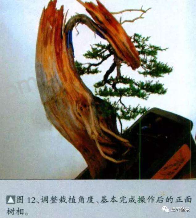 图解 柏树盆景《天劫》怎么创作的纪实