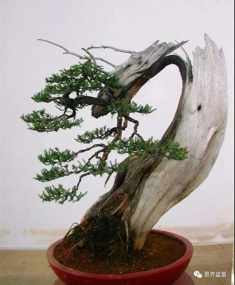 图解 柏树盆景《天劫》怎么创作的纪实