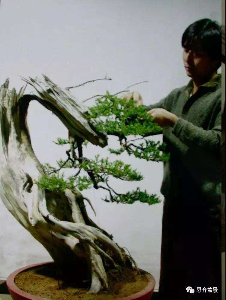 图解 柏树盆景《天劫》怎么创作的纪实
