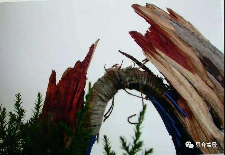 图解 柏树盆景《天劫》怎么创作的纪实