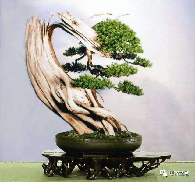 图解 柏树盆景《天劫》怎么创作的纪实