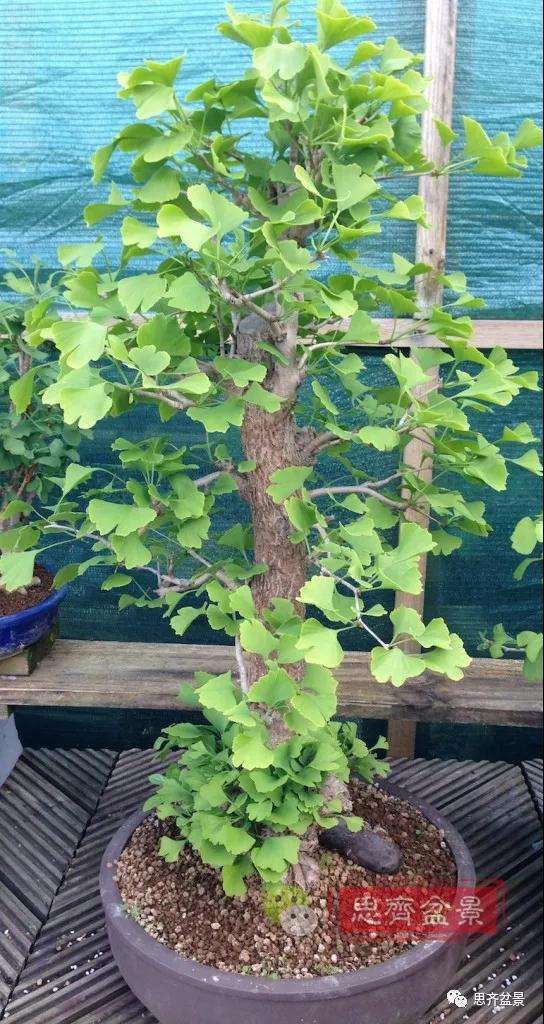 图解 夏季银杏盆景怎么摘叶的方法