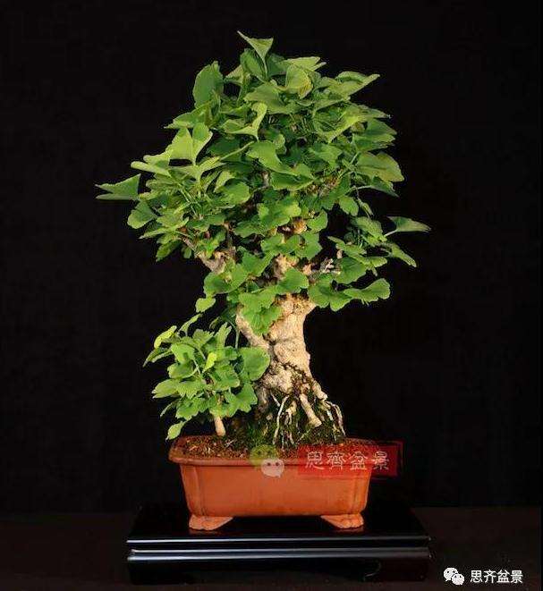 图解 夏季银杏盆景怎么摘叶的方法