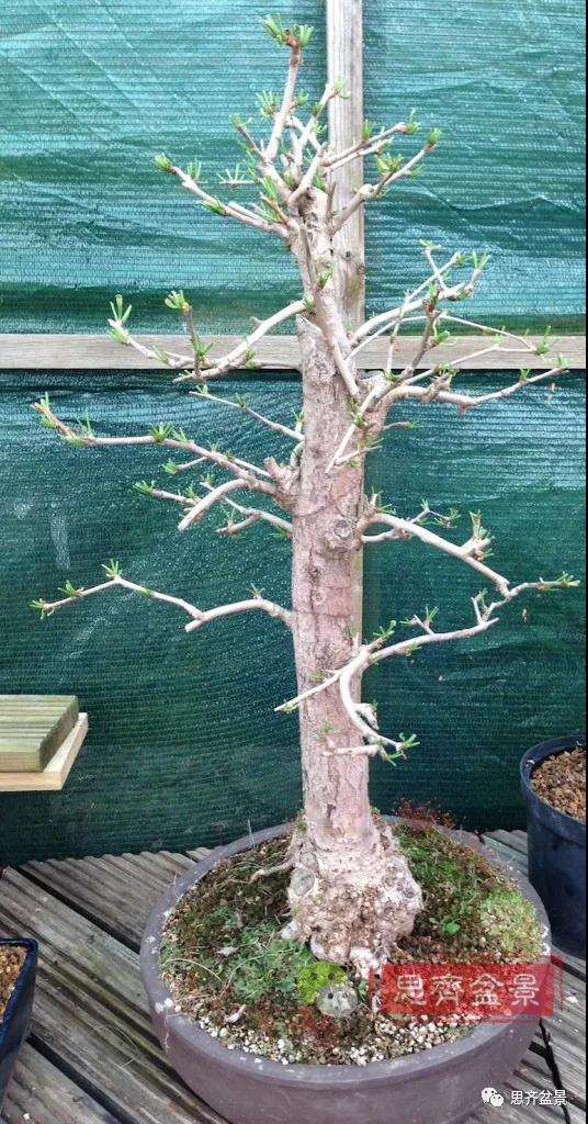 图解 夏季银杏盆景怎么摘叶的方法