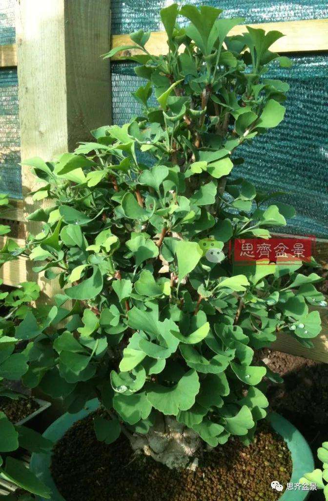 图解 夏季银杏盆景怎么摘叶的方法