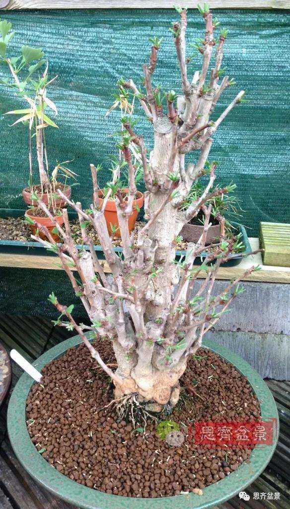 图解 夏季银杏盆景怎么摘叶的方法