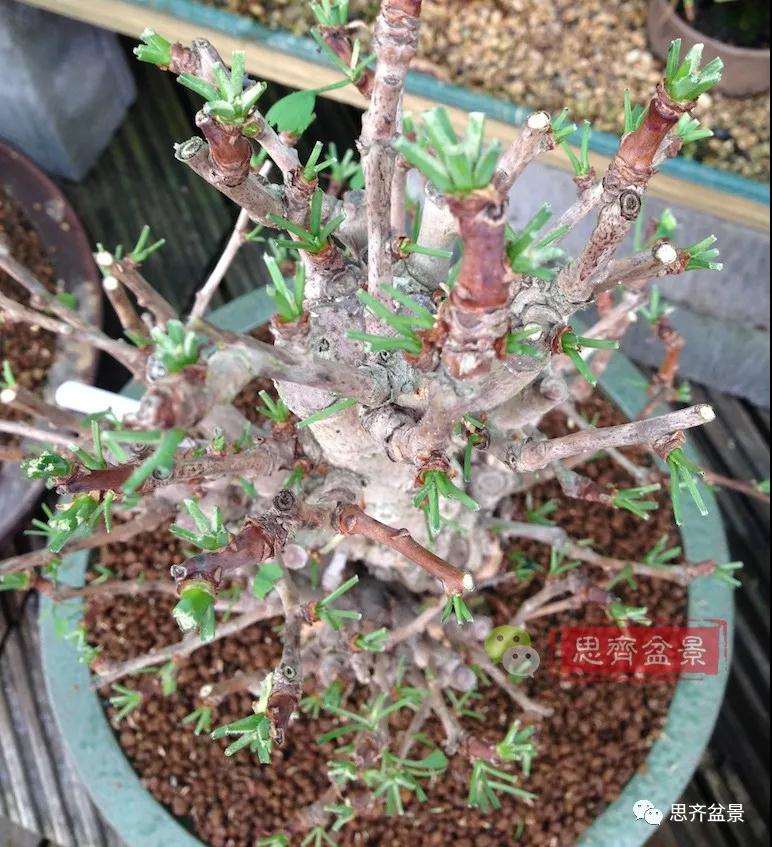 图解 夏季银杏盆景怎么摘叶的方法