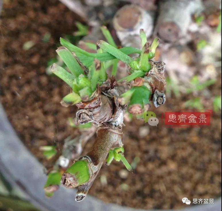 图解 夏季银杏盆景怎么摘叶的方法