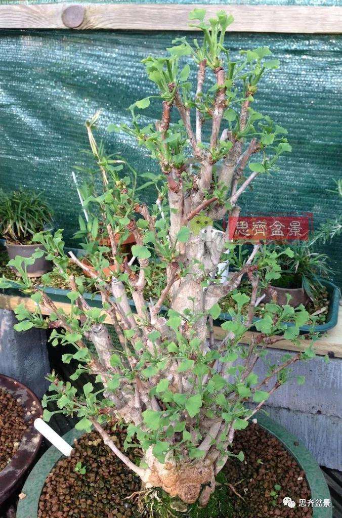 图解 夏季银杏盆景怎么摘叶的方法