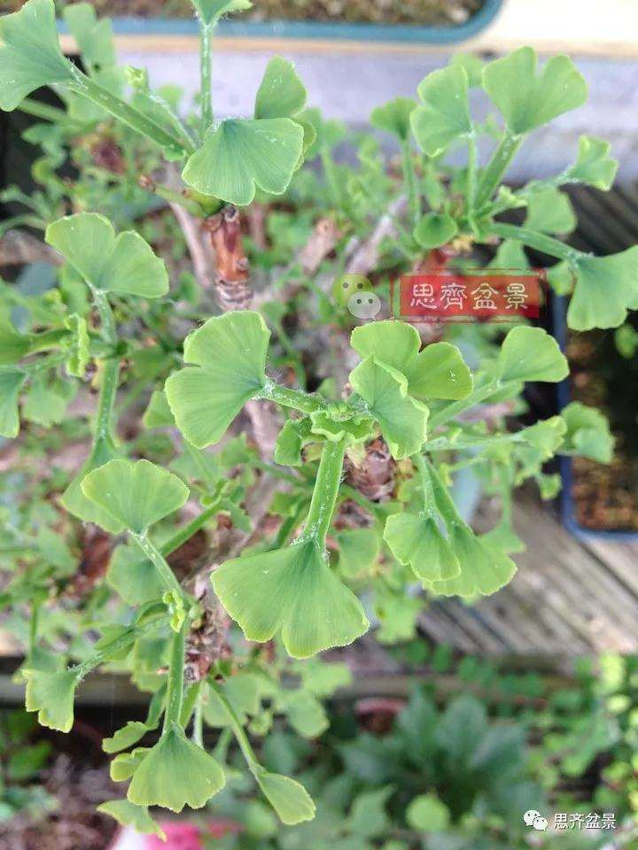 图解 夏季银杏盆景怎么摘叶的方法