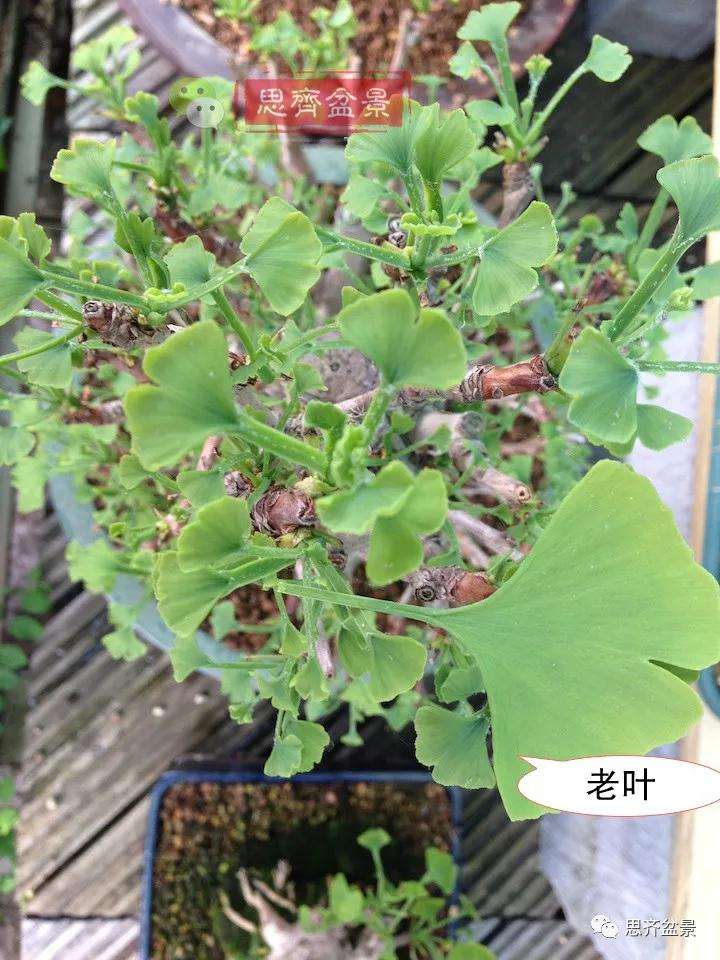 图解 夏季银杏盆景怎么摘叶的方法