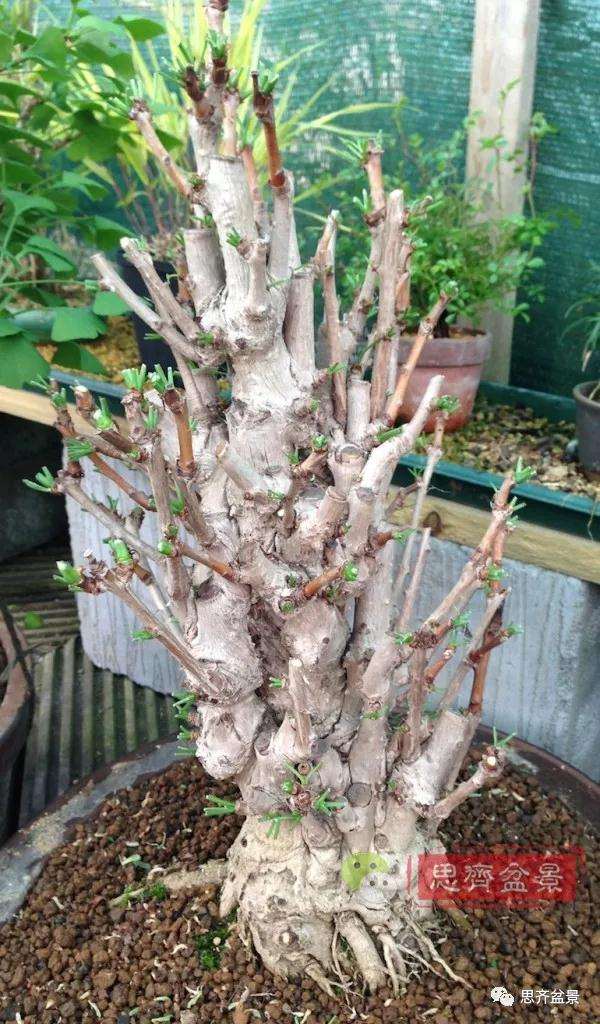 图解 夏季银杏盆景怎么摘叶的方法