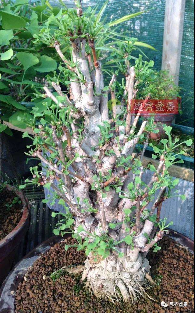 图解 夏季银杏盆景怎么摘叶的方法