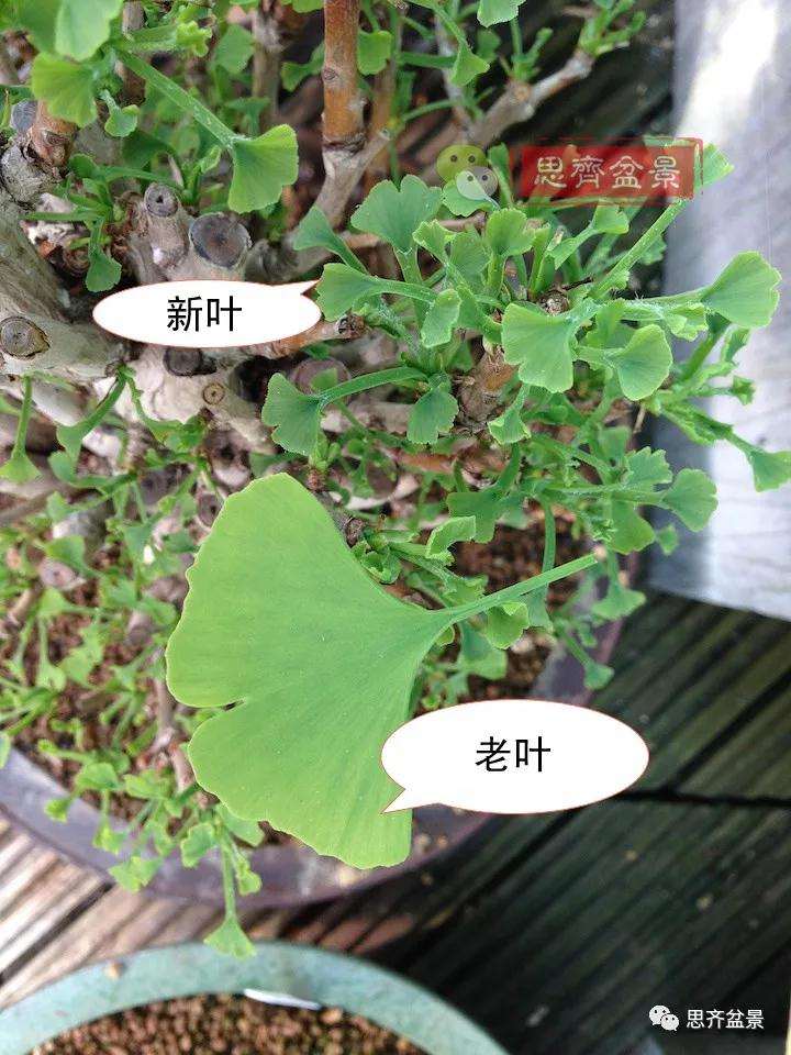 图解 夏季银杏盆景怎么摘叶的方法