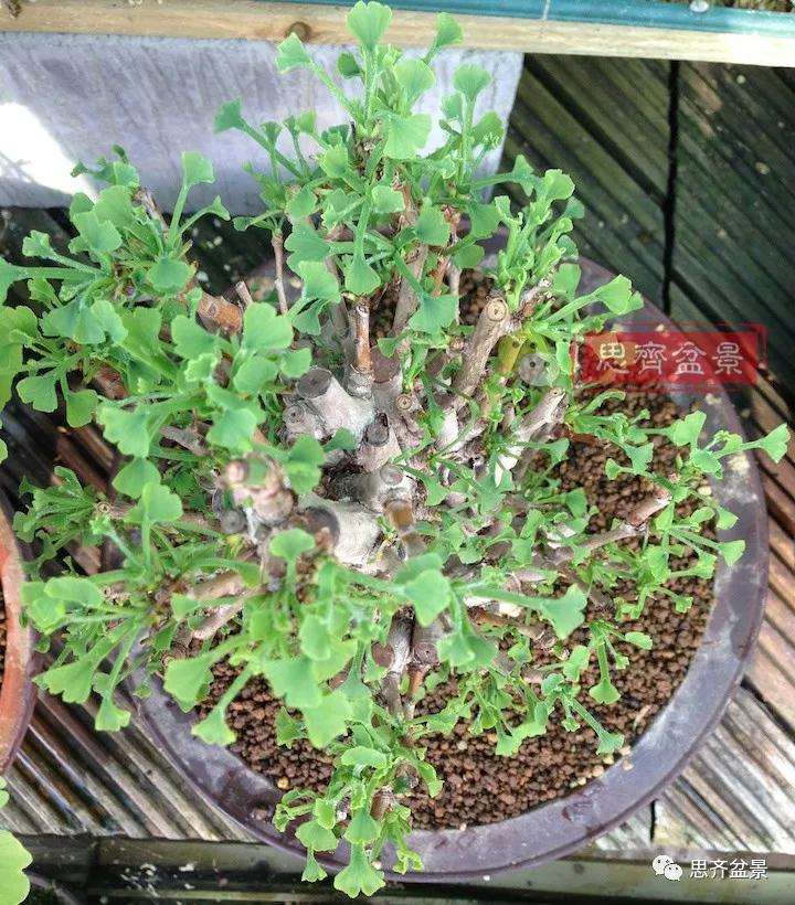 图解 夏季银杏盆景怎么摘叶的方法