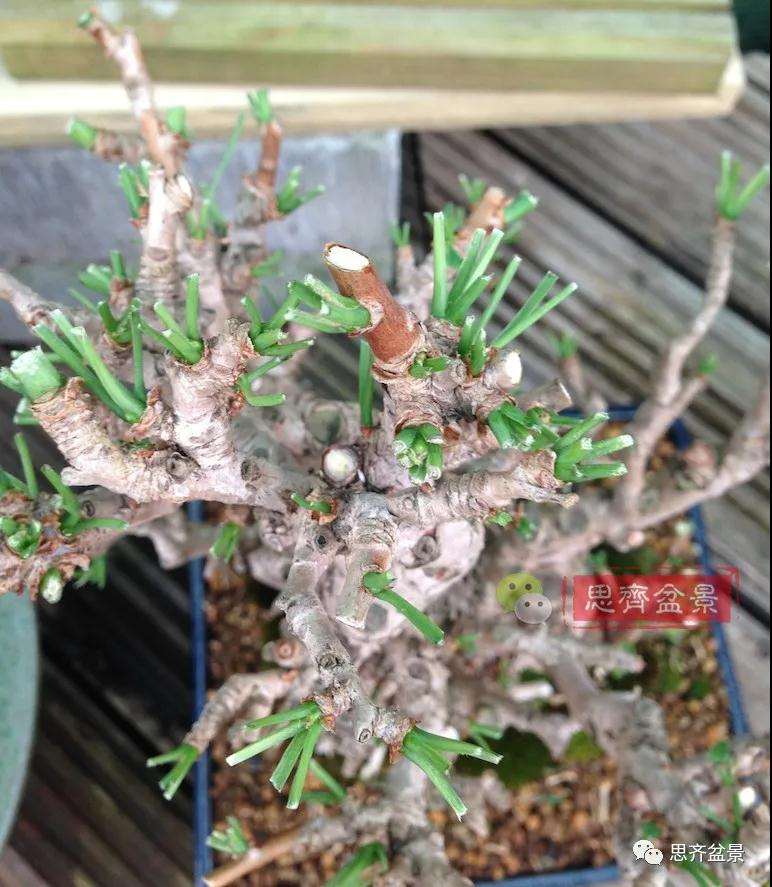 图解 夏季银杏盆景怎么摘叶的方法