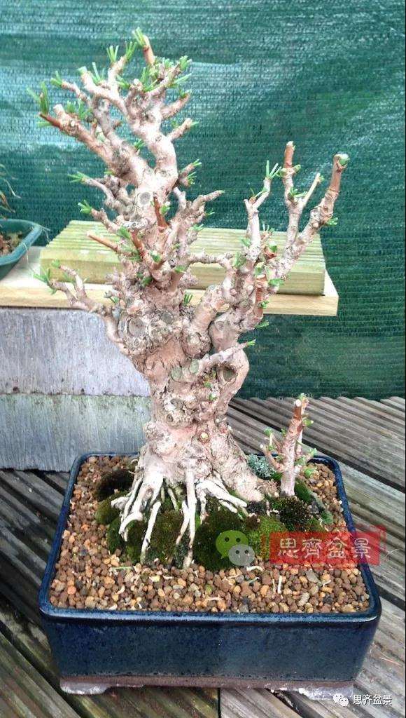 图解 夏季银杏盆景怎么摘叶的方法