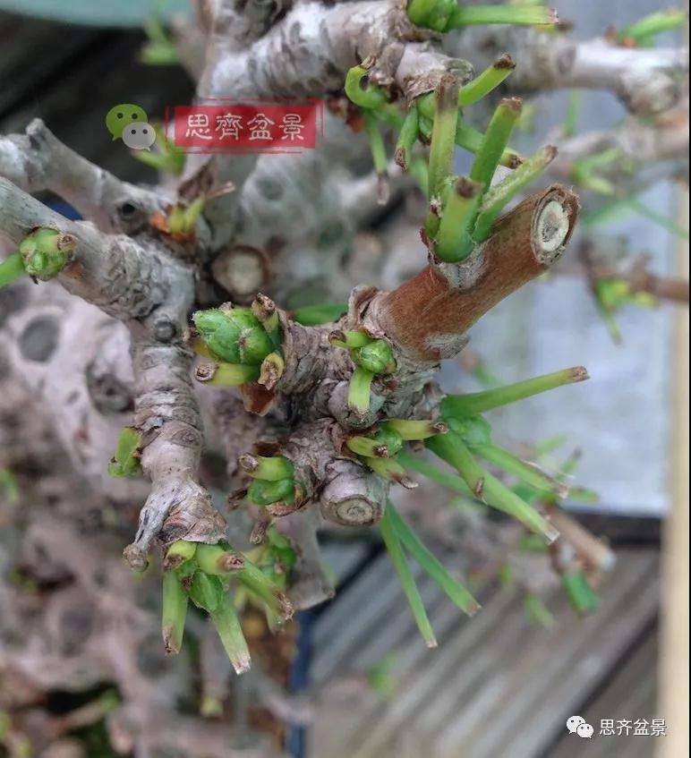 图解 夏季银杏盆景怎么摘叶的方法