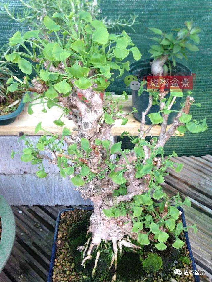 图解 夏季银杏盆景怎么摘叶的方法