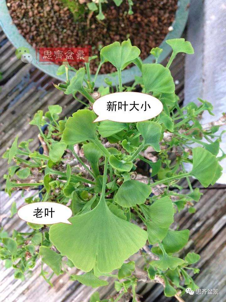 图解 夏季银杏盆景怎么摘叶的方法