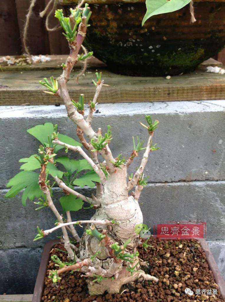 图解 夏季银杏盆景怎么摘叶的方法