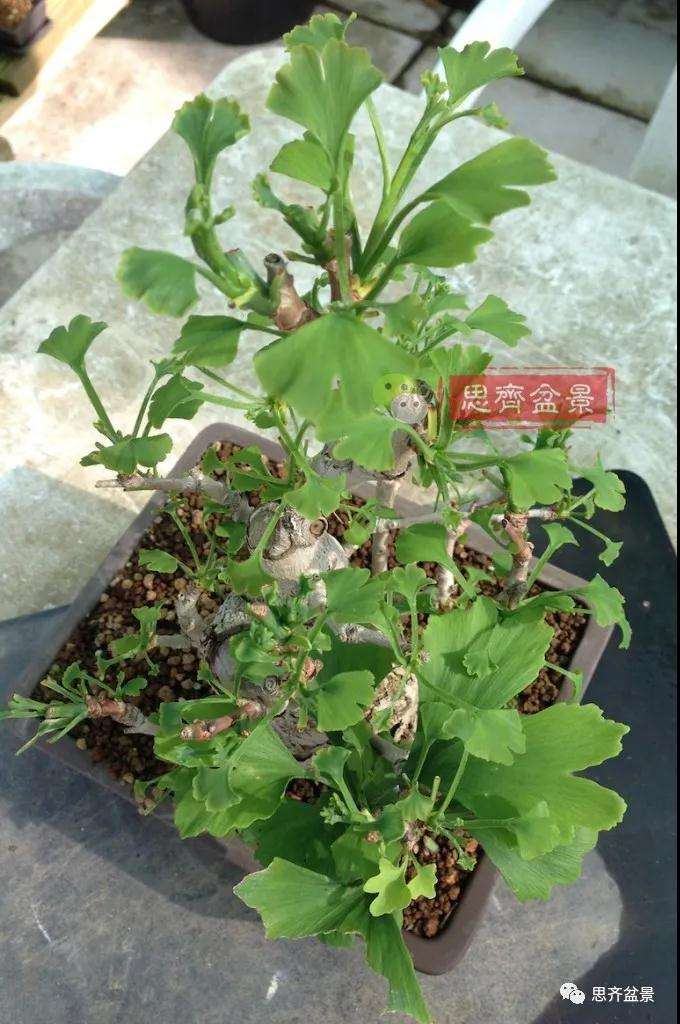 图解 夏季银杏盆景怎么摘叶的方法