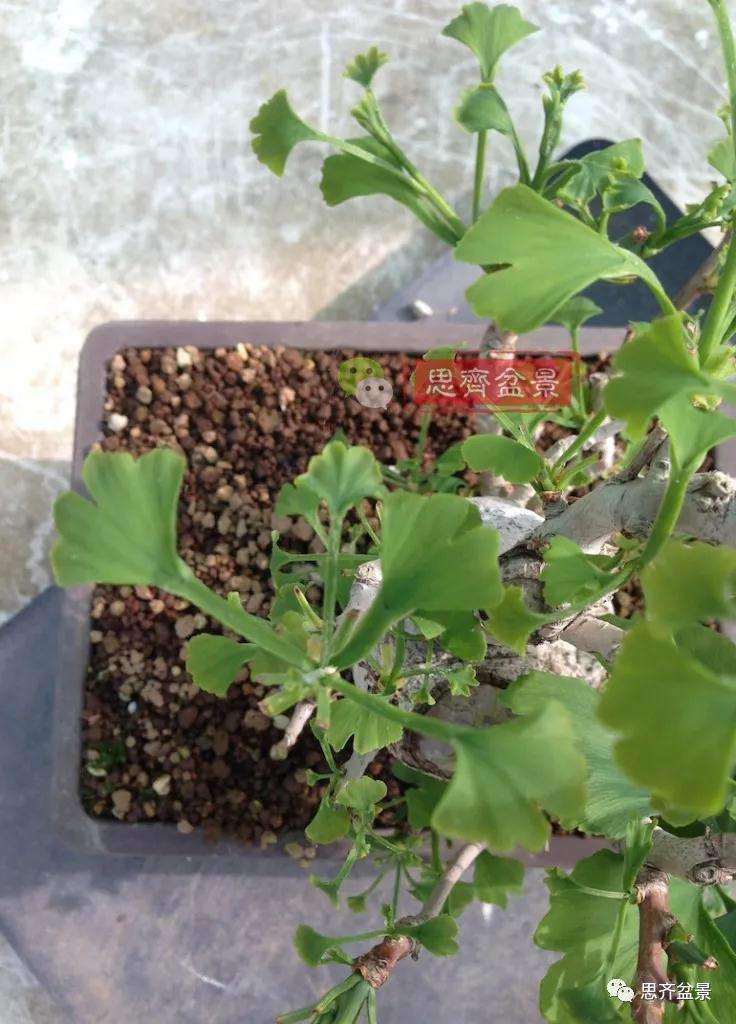 图解 夏季银杏盆景怎么摘叶的方法