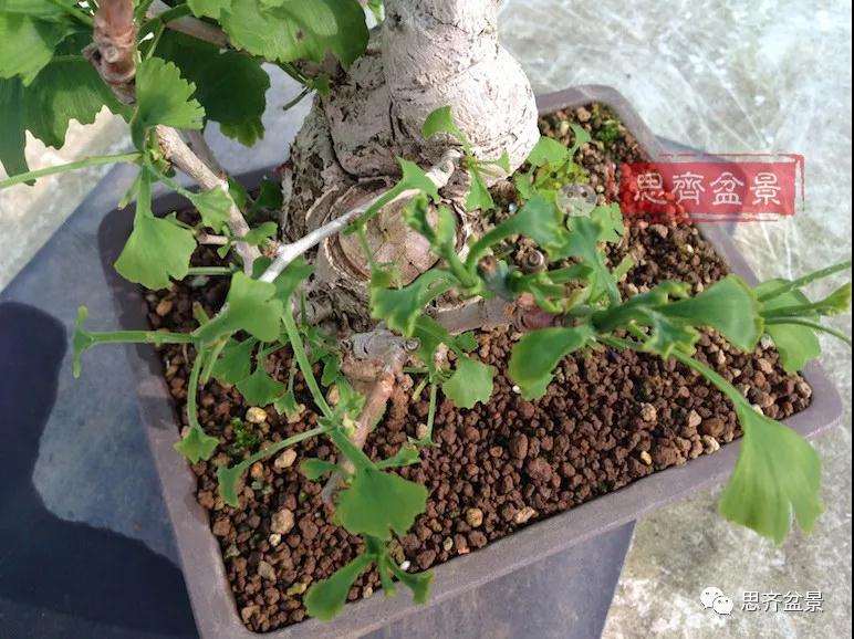 图解 夏季银杏盆景怎么摘叶的方法