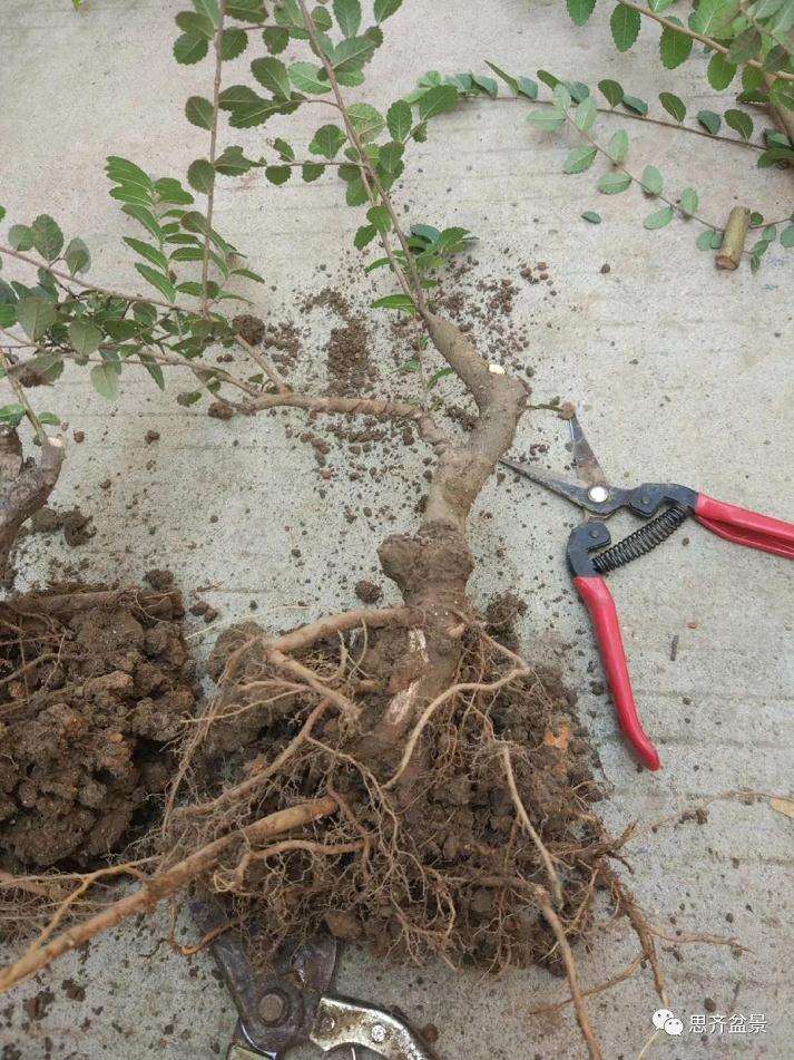 图解 榔榆下山桩四年怎么制作成盆景