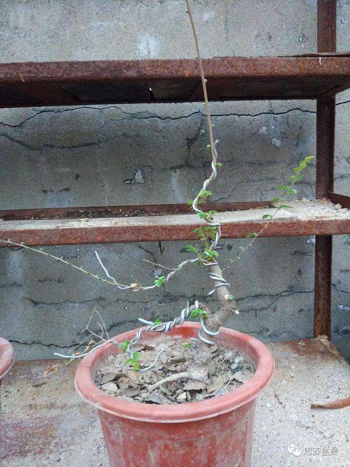 图解 榔榆下山桩四年怎么制作成盆景