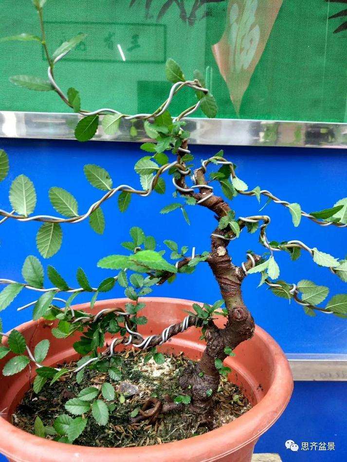 图解 榔榆下山桩四年怎么制作成盆景