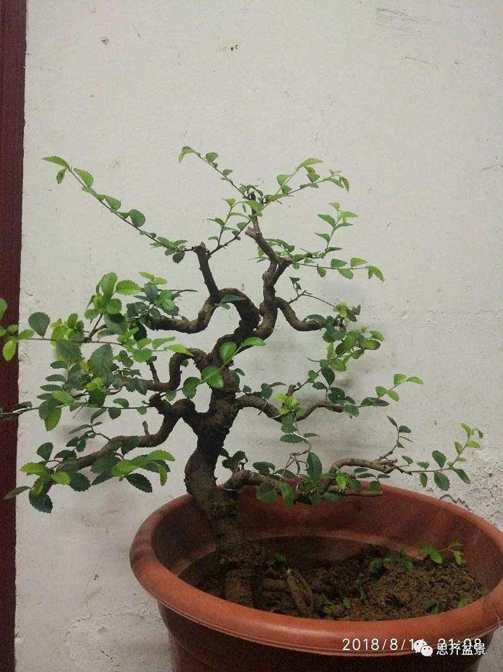 图解 榔榆下山桩四年怎么制作成盆景